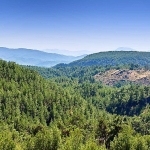 alj-turkiyeden-1-4-milyon-fidan-ile-baslayan-agac-seferberligi.jpg