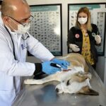 Boynunu jiletli telin kestiği köpek sağlığına kavuştu