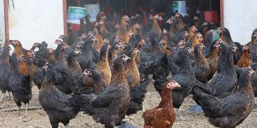 buyuksehir-yuzde-50-hibeli-16-bin-tavuk-dagitti.jpg