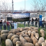 Büyükşehir’den üreticilere damızlık koç desteği