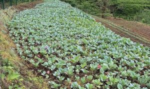 karadeniz-ekonomisinin-gorunmeyen-kahramanlari-vlUygab8.jpg