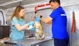 mugla-buyuksehir-belediyesinin-sahipsiz-hayvanlara-ic-dis-parazit-ve-kuduz-asilari-yapilmasi-icin-hizmete-s4wJ9wM6.jpg