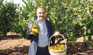 narenciye-sektoru-kktcde-gorulen-yesillenme-hastaliginin-turkiyeye-sicramamasi-icin-topyek-n-mucadele-istiyor-jSuauh6Q.jpg