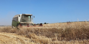 niluferde-bugday-hasadi-basladi.jpg