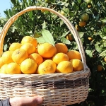 satsuma-mandalinanin-ihracat-yolculugu-17-ekimde-basliyor.jpg
