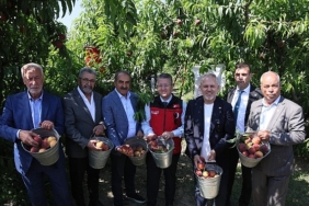 seftali-ve-nektarinde-hasat-zamani.jpg