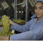 superior-seedless-cesidi-sofralik-uzumun-ihracat-yolculugu-16-temmuzda-basladi.jpg