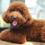 İzmir’de Toy Poodle Sahiplenmenin Doğru Adresi
