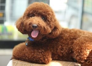 toy poodle (5)