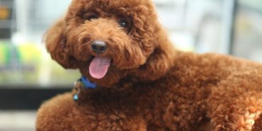 toy poodle (5)