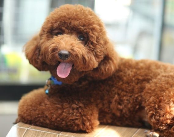 toy poodle (5)