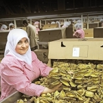 Tütün sektörü 7 yıl sonra ihracatta 1 milyar dolar sınırını aştı
