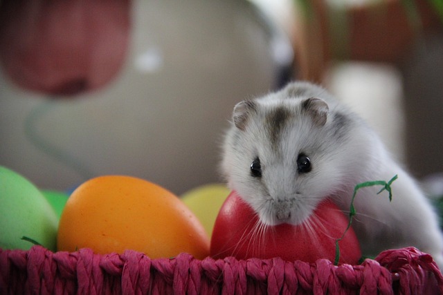 Hamsterlar Ne Yer?