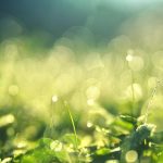 Hurmanın Faydaları Nelerdir – Hurmanın Vitaminleri
