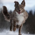 Köpek Yavrusu Aşıları: Zamanlama ve Önemi