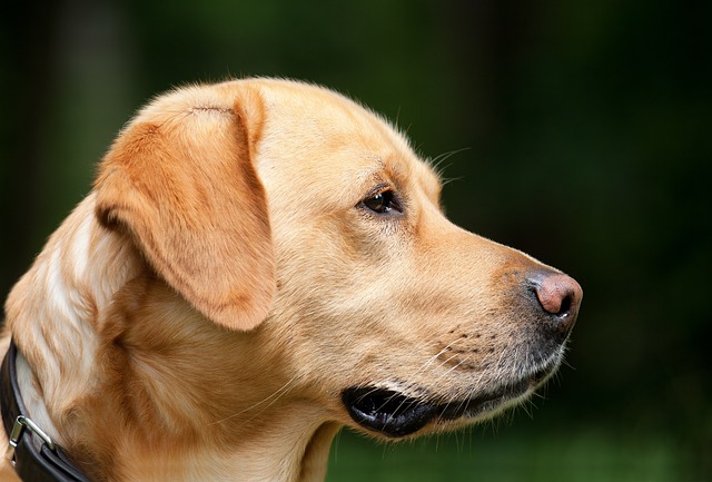 Köpeklerde Ödüllendirme ve Cezalandırma