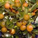Mandalinanın Faydaları Nelerdir – Mandalinanın Vitaminleri