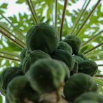 Papayanın Faydaları Nelerdir – Papayanın Vitaminleri