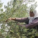 Yapay zekâ ve dijitalleşme ile Türk tarımında verimlilik, gıda güvenliği ve ihracat artacak, gıda kayıpları önlenecek